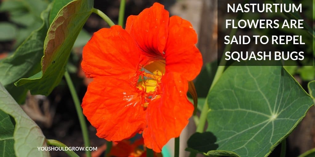 nasturtium flower with text: nasturtium flowers are said to repel squash bugs