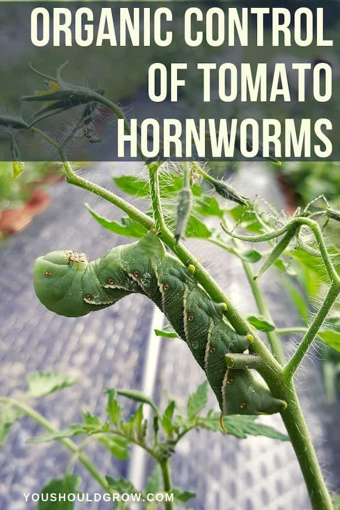 organic control of tomato hornworms pin text overlay image of tomato hornworm on tomato plant