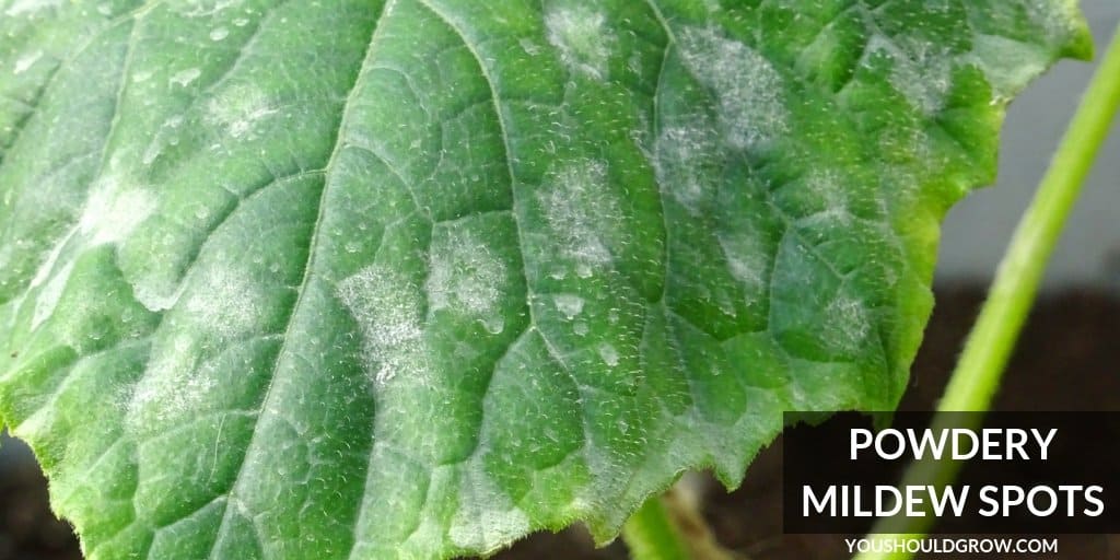 powdery mildew spots on a cucumber leaf.