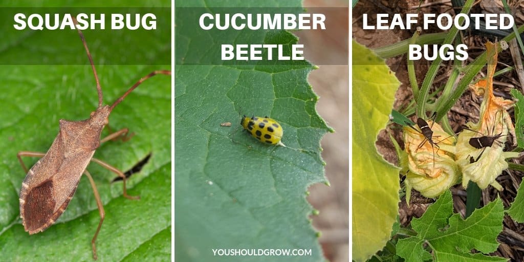 squash bugs vs cucumber beetles vs leaf footed bugs