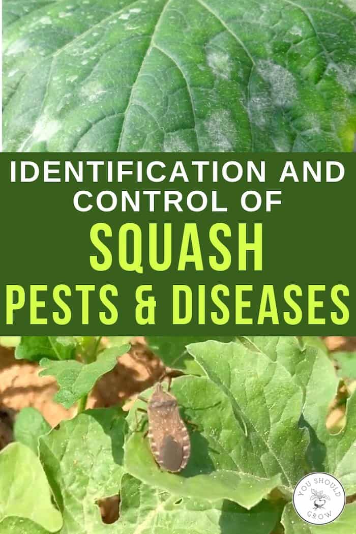 yellow squash diseases