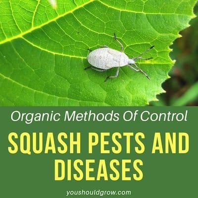 Organic Control Of Squash Pests & Diseases