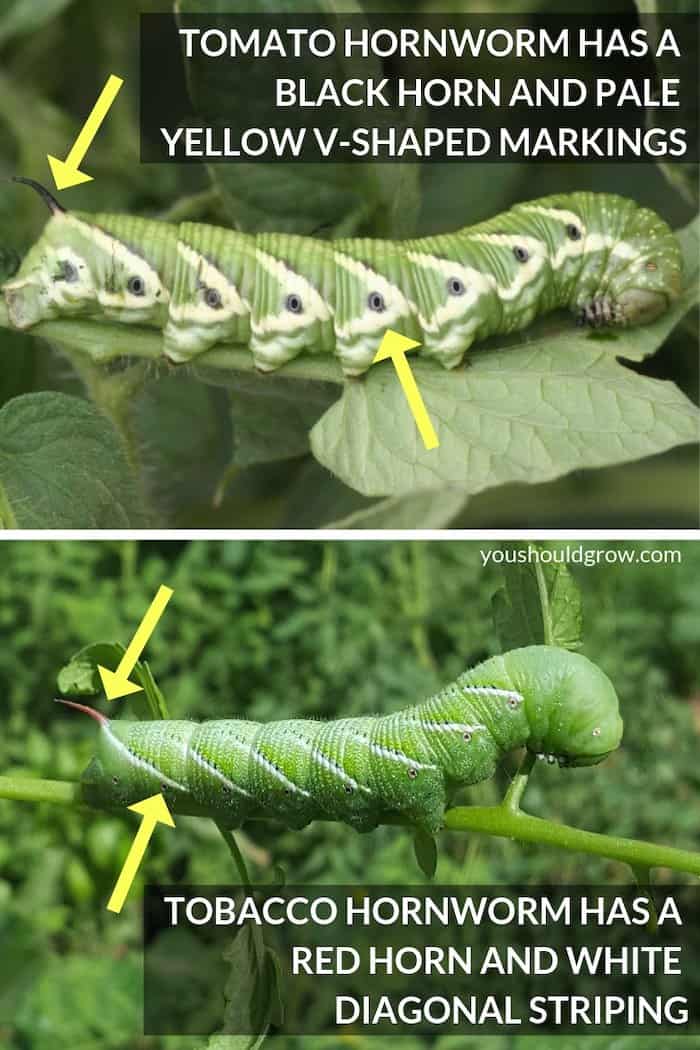 image of tomato hornworm pointing out black horn and v-shaped markings vs tomato hornworm with red horn and white striping