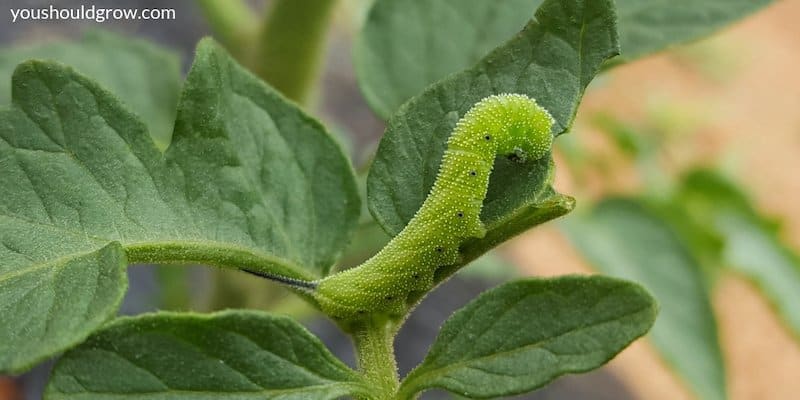 A young hornworm chewing tomato leaves