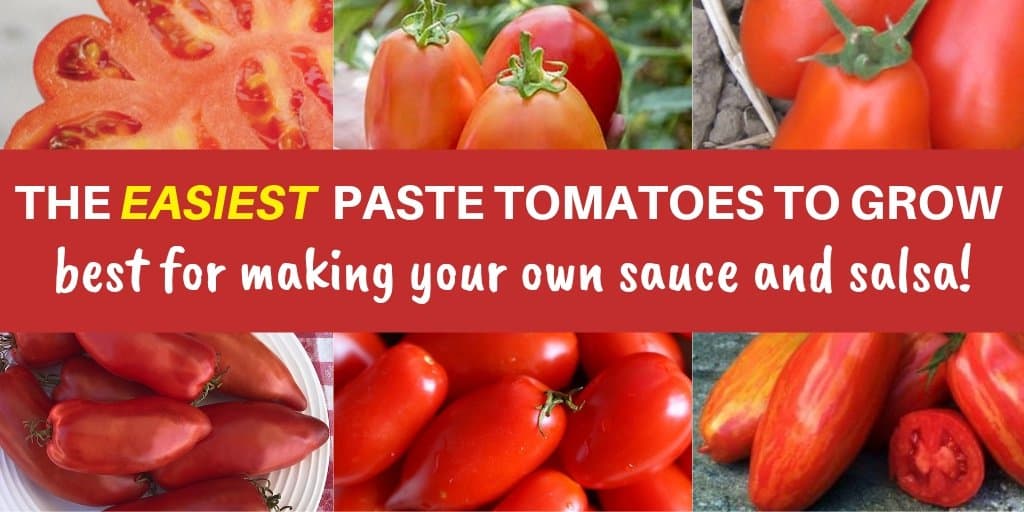 collage of red tomatoes. text: the easiest paste tomatoes to gro best for making your own sauce and salsa
