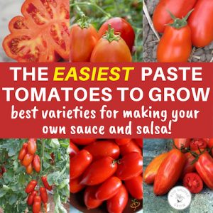 14 Best Tomatoes For Salsa, Canning, And Sauces