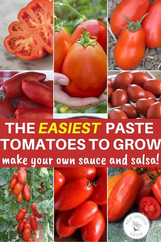 blossom end rot resistant paste tomatoes for canning sauce and salsa