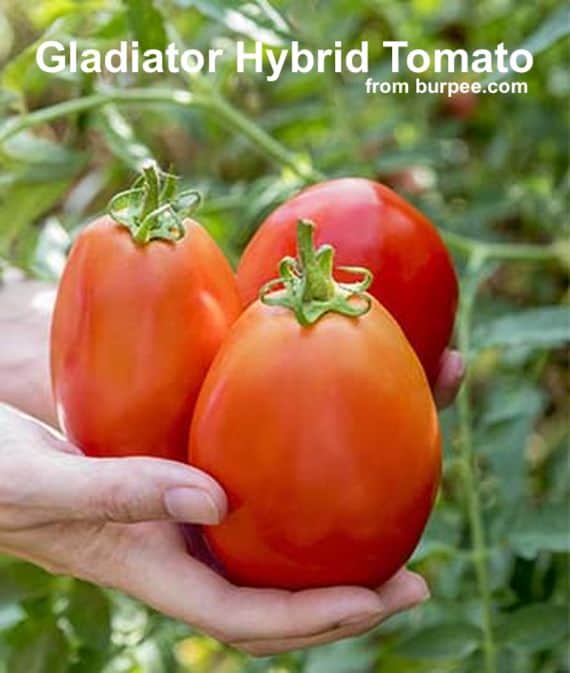 large red gladiator tomatoes in hands of gardener