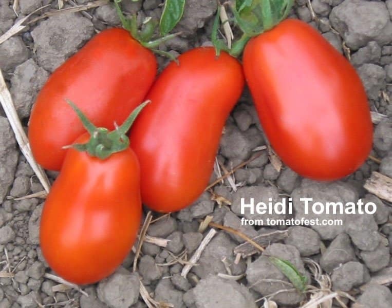 4 red heidi tomatoes from tomatofest