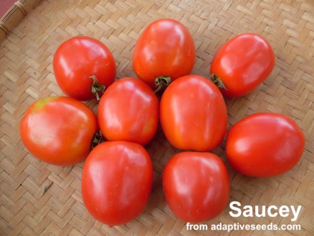 Saucey tomatoes on tan background