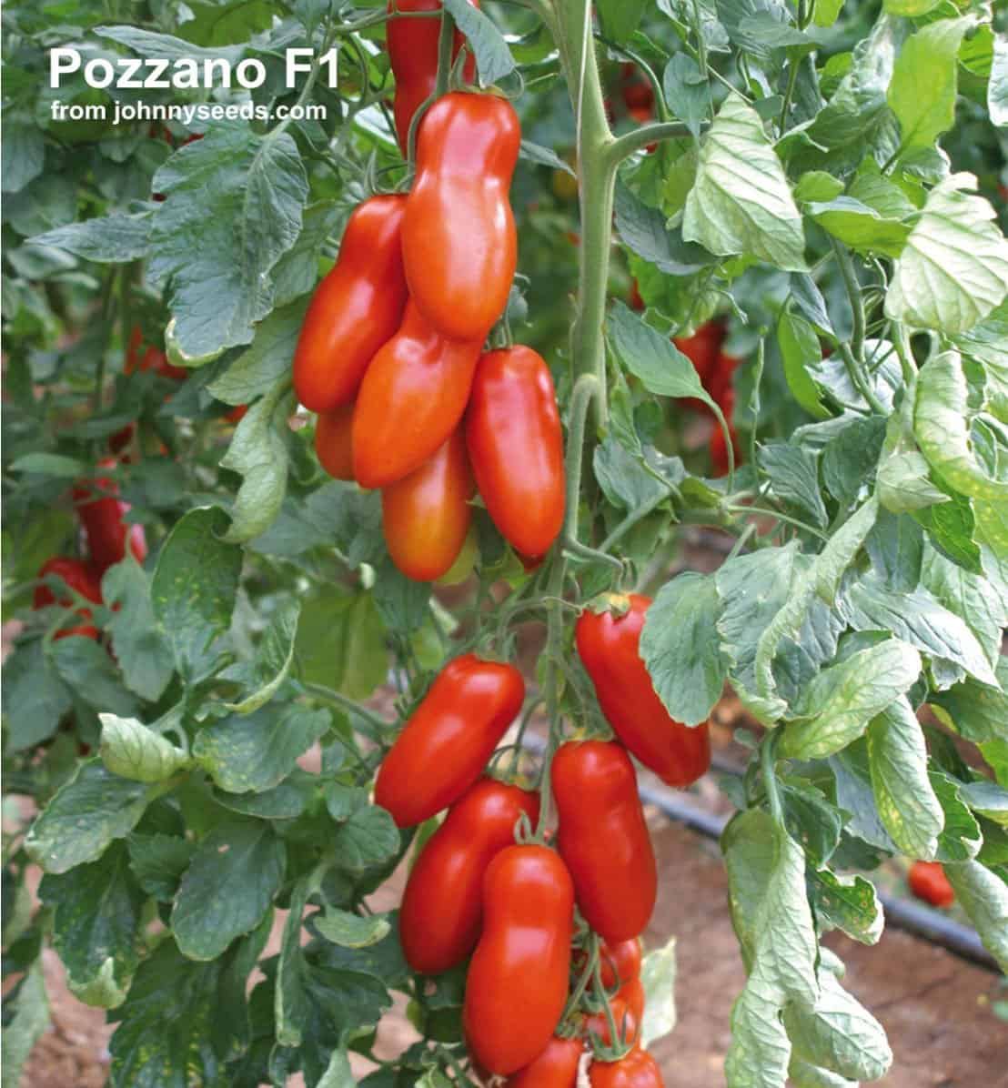pozzano tomatoes growing on vine