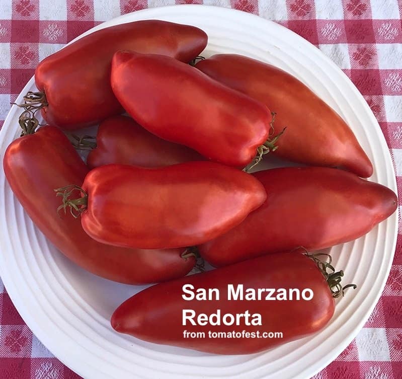 san marzano redorta tomatoes on white plate from tomatofest