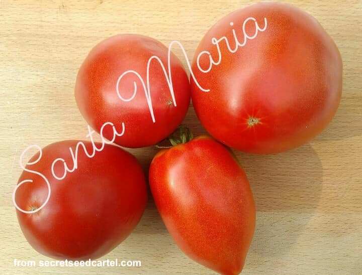 santa maria paste tomatoes