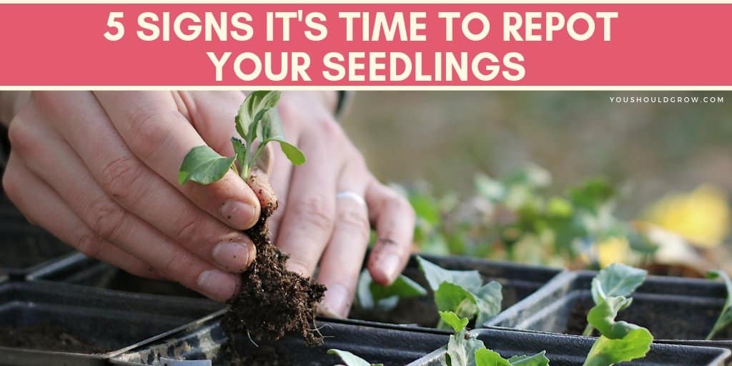 When & How to Pot Up Seedlings - Growing In The Garden