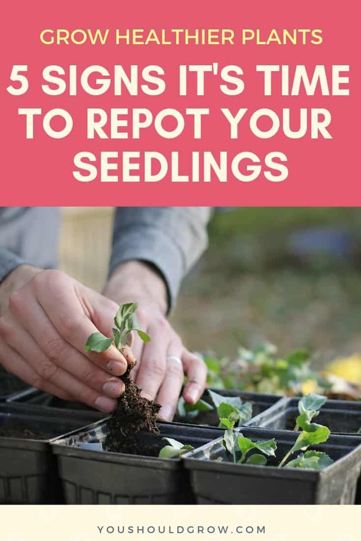 Grow healthier plants. 5 signs it's time to repot your seedlings. Text on pink background, image of hands repotting broccoli starts