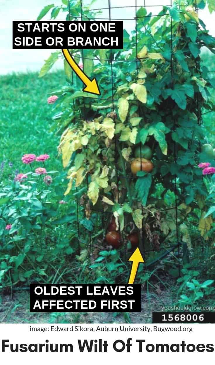 Fusarium wilt symptoms in tomato plant