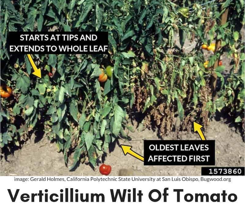 symptoms of verticillium wilt described on image of sick tomato plant