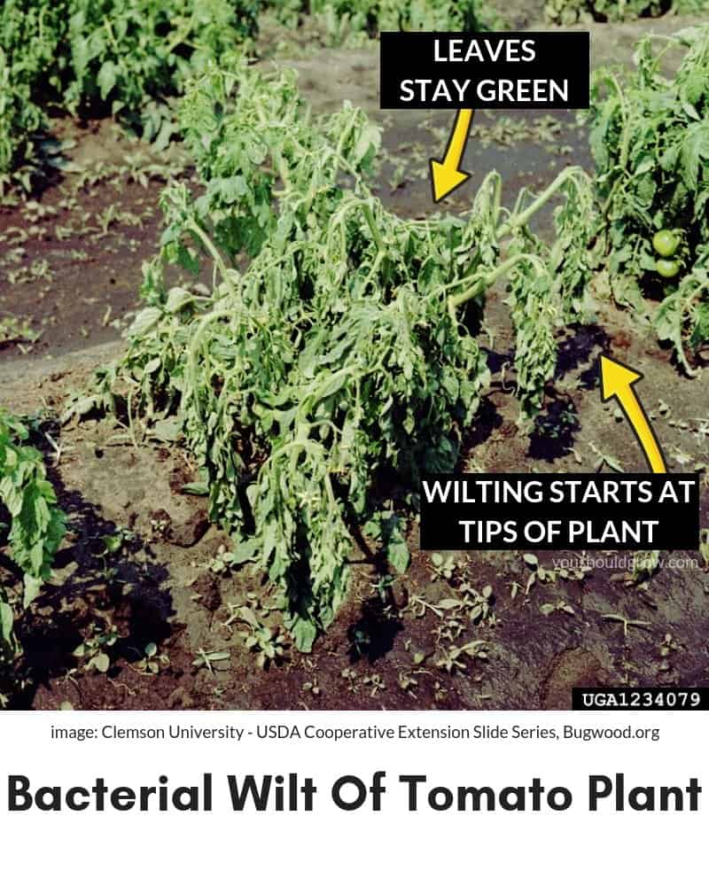 bacterial wilt of tomato plant