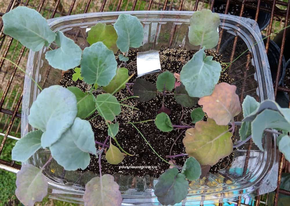 crowded seedlings yellow leaves