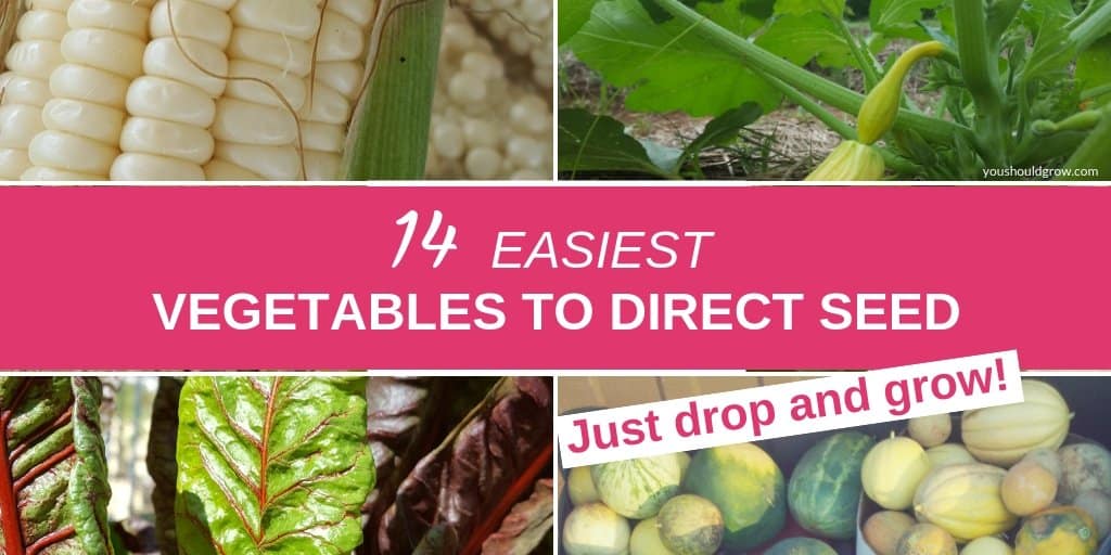 14 Vegetables That Are Easy To Grow From Seed You Should Grow