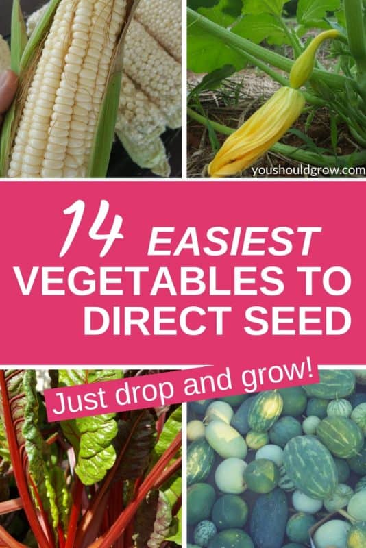 14 Vegetables That Are Easy To Grow From Seed You Should Grow