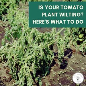 Image of wilted tomato plant with text: is your tomato plant wilting? here's what to do