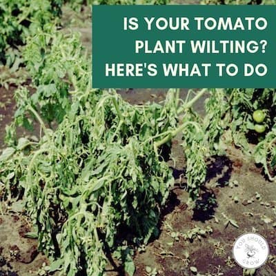 Tomato plant wilting? You need to do this now!