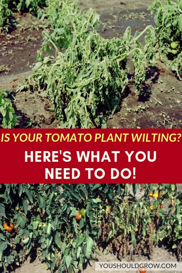 is your tomato plant wilting_ here's what you need to do pinterest pin