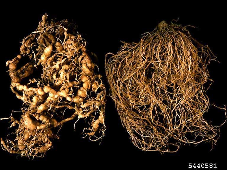 root knot nematode damage on tomato plants