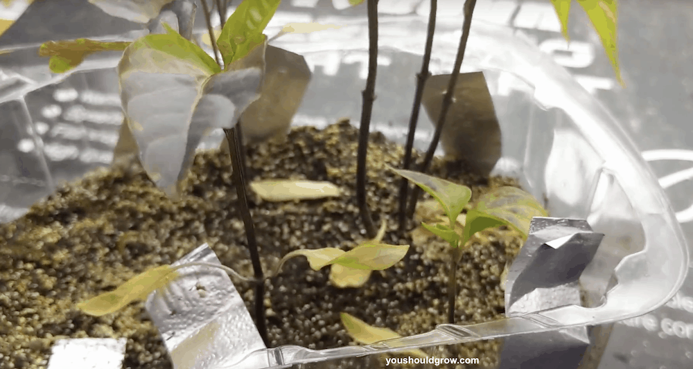 pepper seedling with yellow leaves