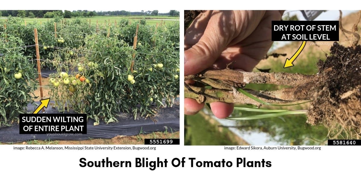 southern blight tomato images