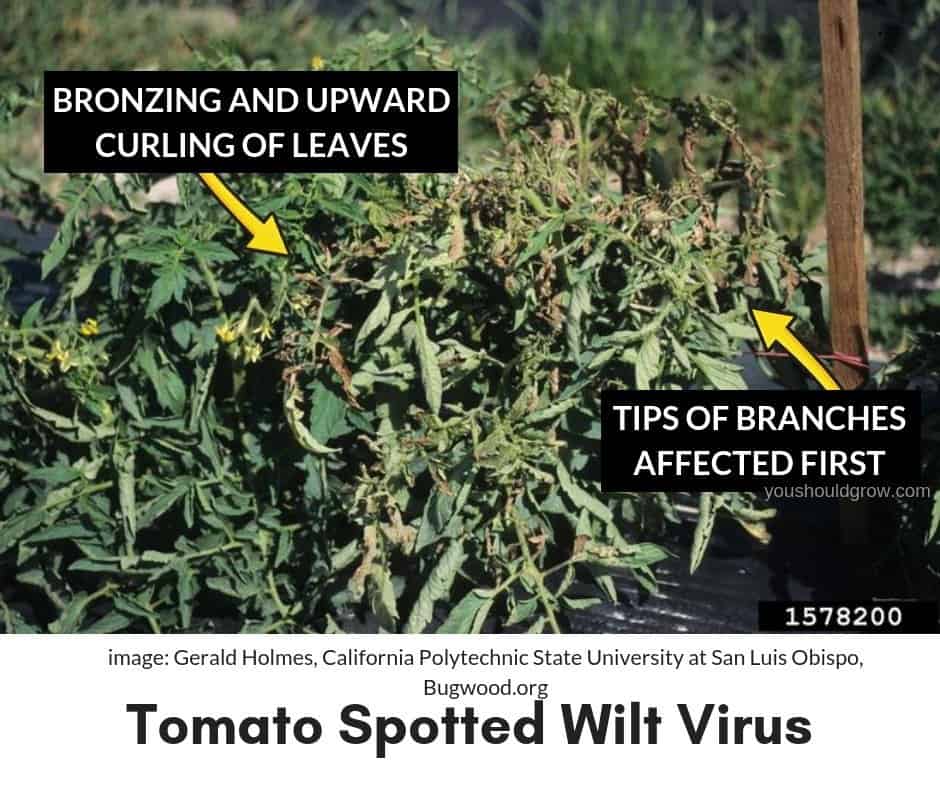 tomato spotted wilt virus symptoms in tomato plant