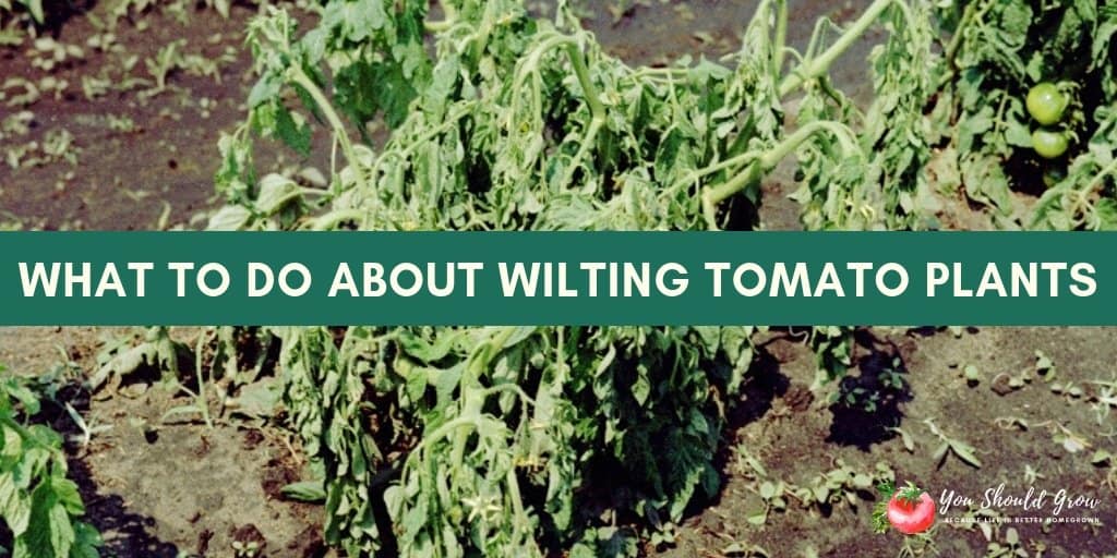 Gym Biprodukt lur Tomato plant wilting? You need to do this now! - You Should Grow