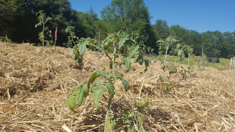 How to plant tomatoes in rows and what to put in the tomato hole