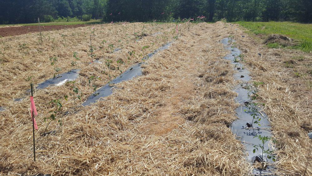 Rows of freshly planted tomato plants