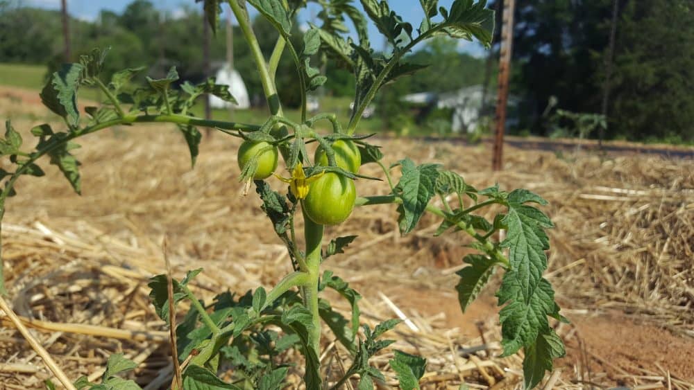 Tomato planted in garden with green fruit cluster