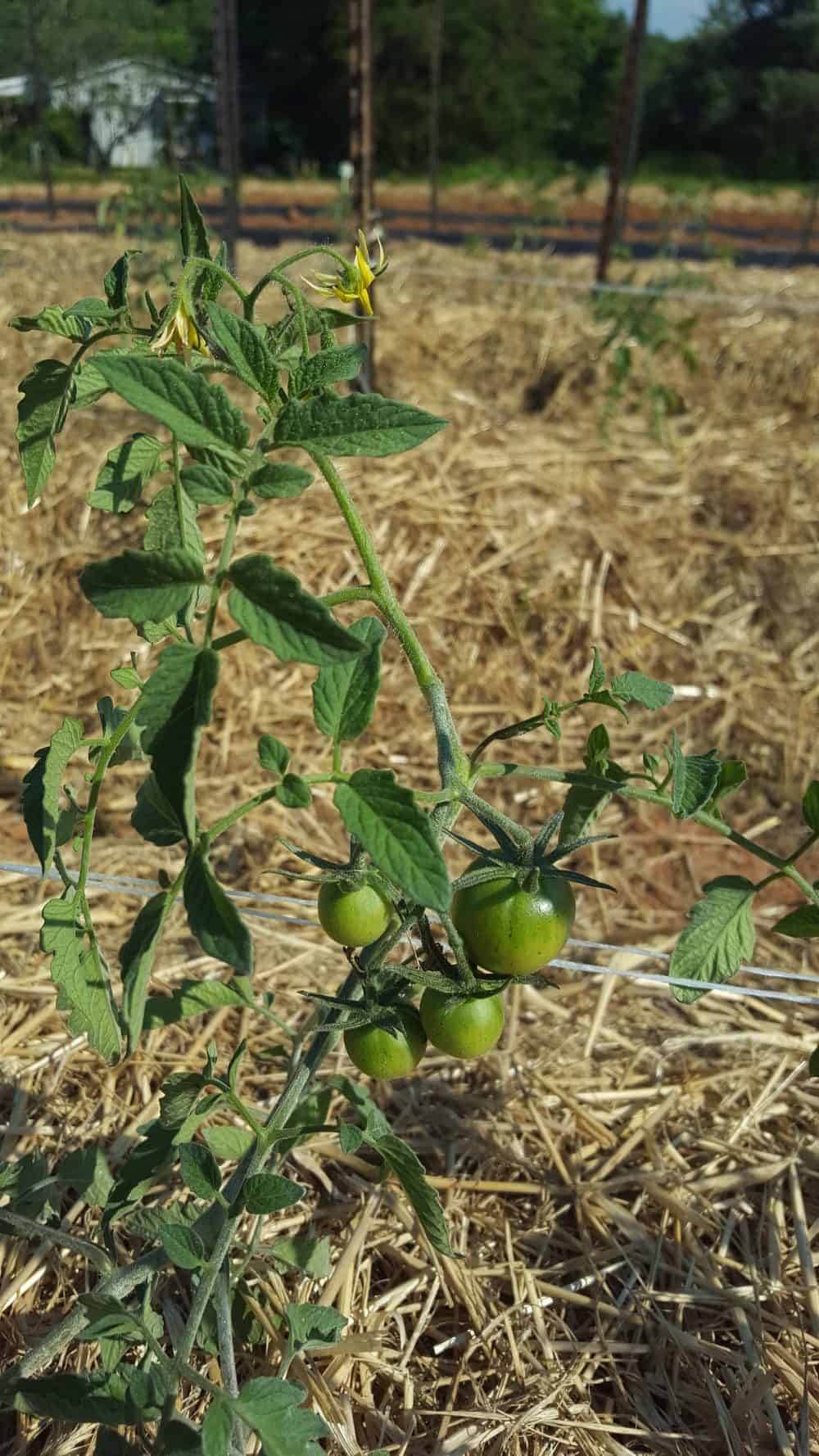 Everything you need to know about how to plant tomatoes so they taste better