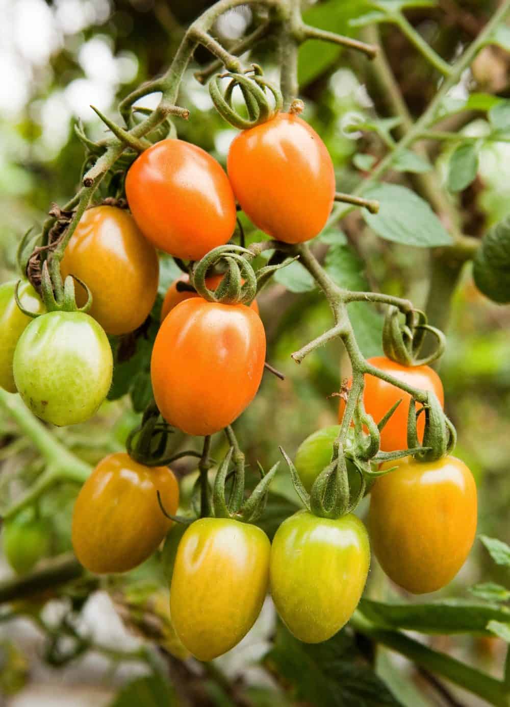 Beautiful homegrown tomatoes