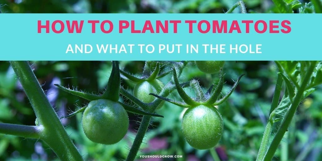 How to plant tomatoes and what goes in the hole text overlaying image of tomato plant with green fruit cluster