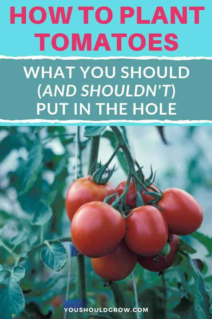 How to plant tomatoes. What you should and shouldn't put in the hole text overlaying image of tomato plant with red fruit cluster