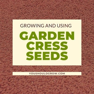 Garden Cress Seeds: Grow Them, Eat Them