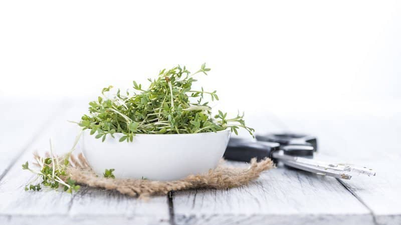 garden cress seeds microgreens in white bowl on wood table