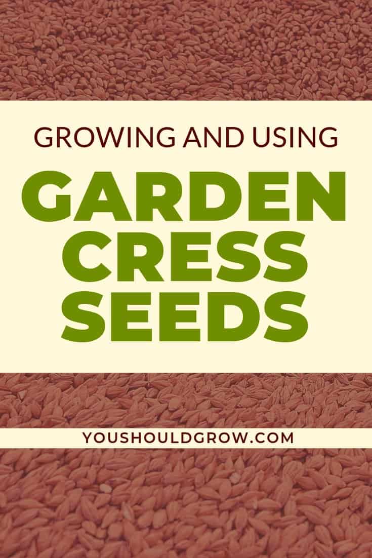 Garden cress: small seed with big benefits - Complete Wellbeing