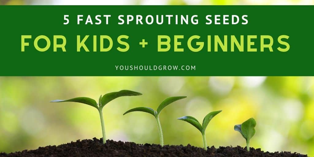 5 fast sprouting seeds for kids + beginners text overlay image of sprouts coming out of soil with blurry background