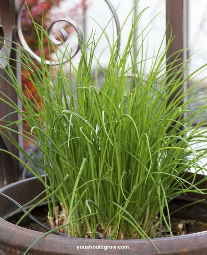 Chives growing in a container on porch