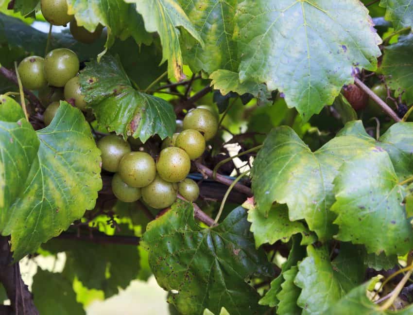 Muscadine Grapes Fruit Growing Naturally on the Vine in a Vineyard.