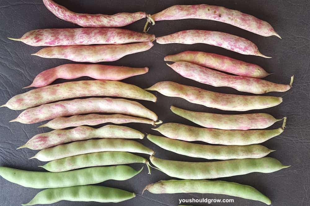 rows of beans arranged to display their colors from green to pink
