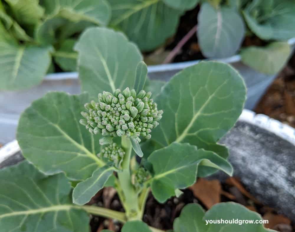 Small head of broccoli with green broccoli leaves around plant growing in a container