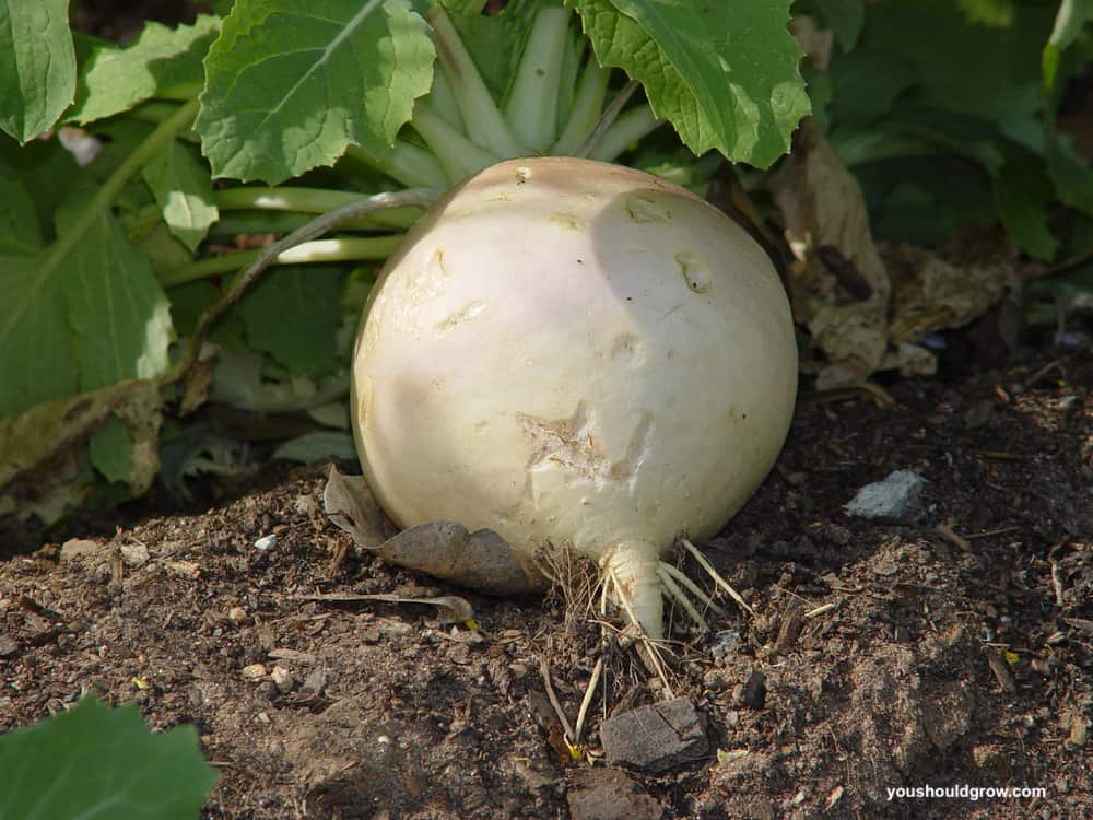 a white turnip has been harvested from the garden and lays on the dirt