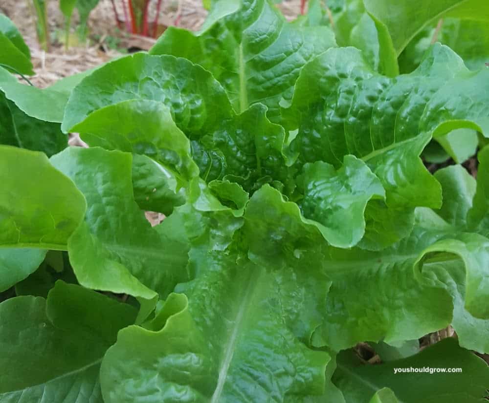 healthy green lettuce leaves